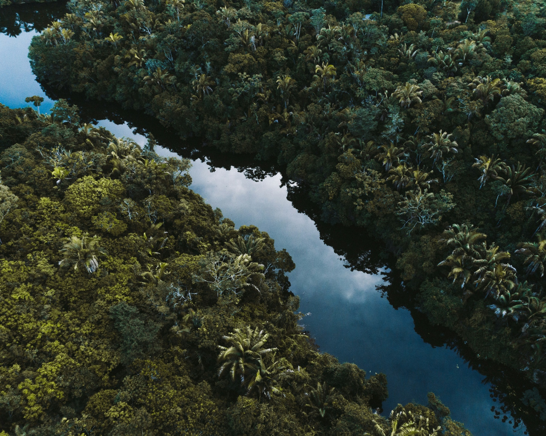Island Voices at COP30 in Belém - Amazon rainforest with indigenous patterns and tropical wildlife